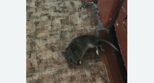 Дезинфекция от мышей в Калаче-на-Дону
