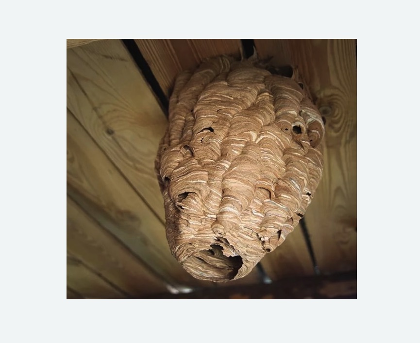 обработка от шершней в Калаче-на-Дону