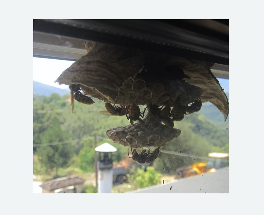 Уничтожение гнёзд шершней в Калаче-на-Дону