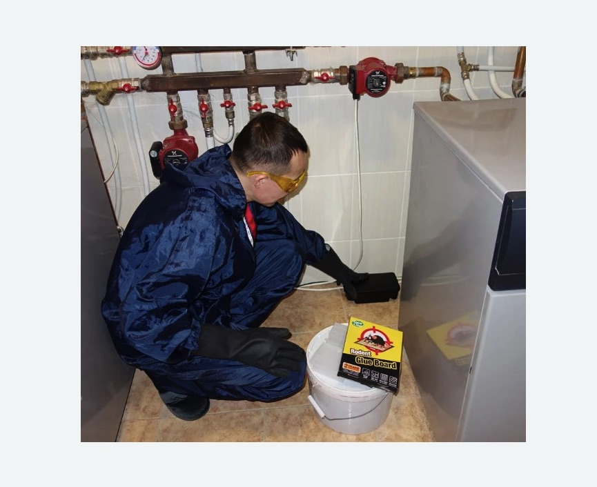 Уничтожение крыс в Калаче-на-Дону