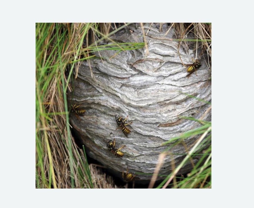 Уничтожение ос и ульев в Калаче-на-Дону